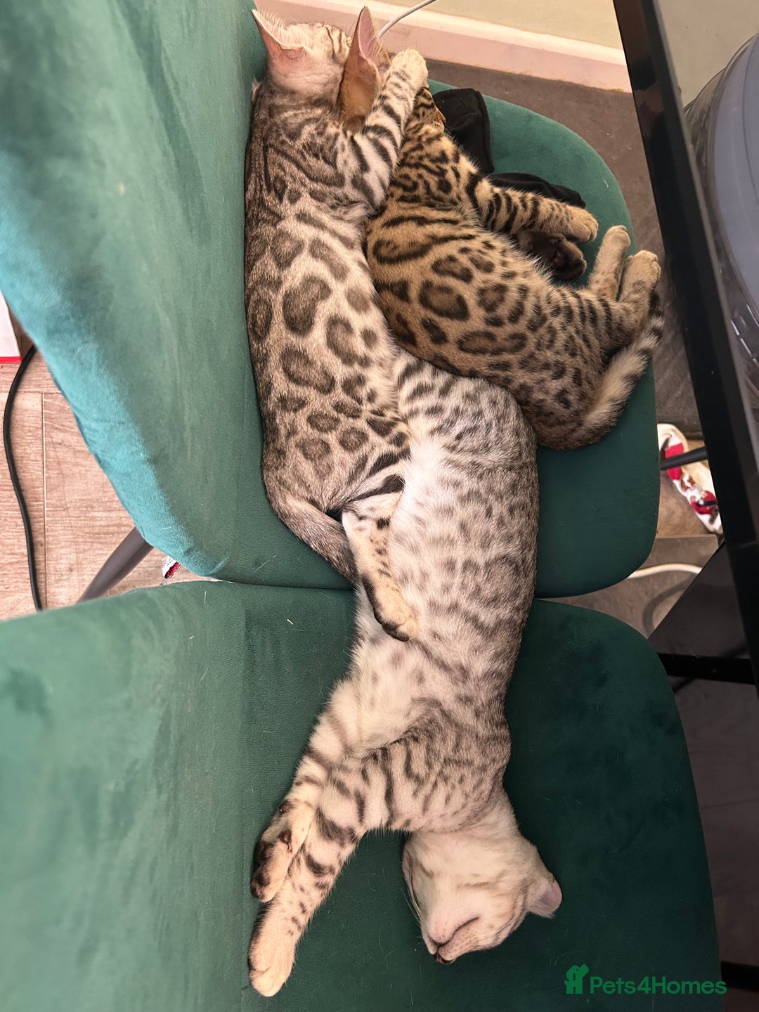 Bengal cats for sale: Bangal Kittens  - Image 27