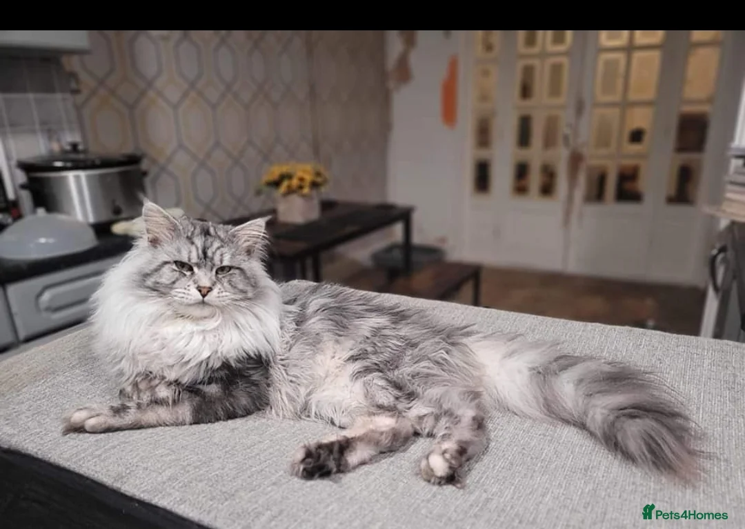 Maine Coon cats for stud: Beautiful proven stud in Newport - Advert 4