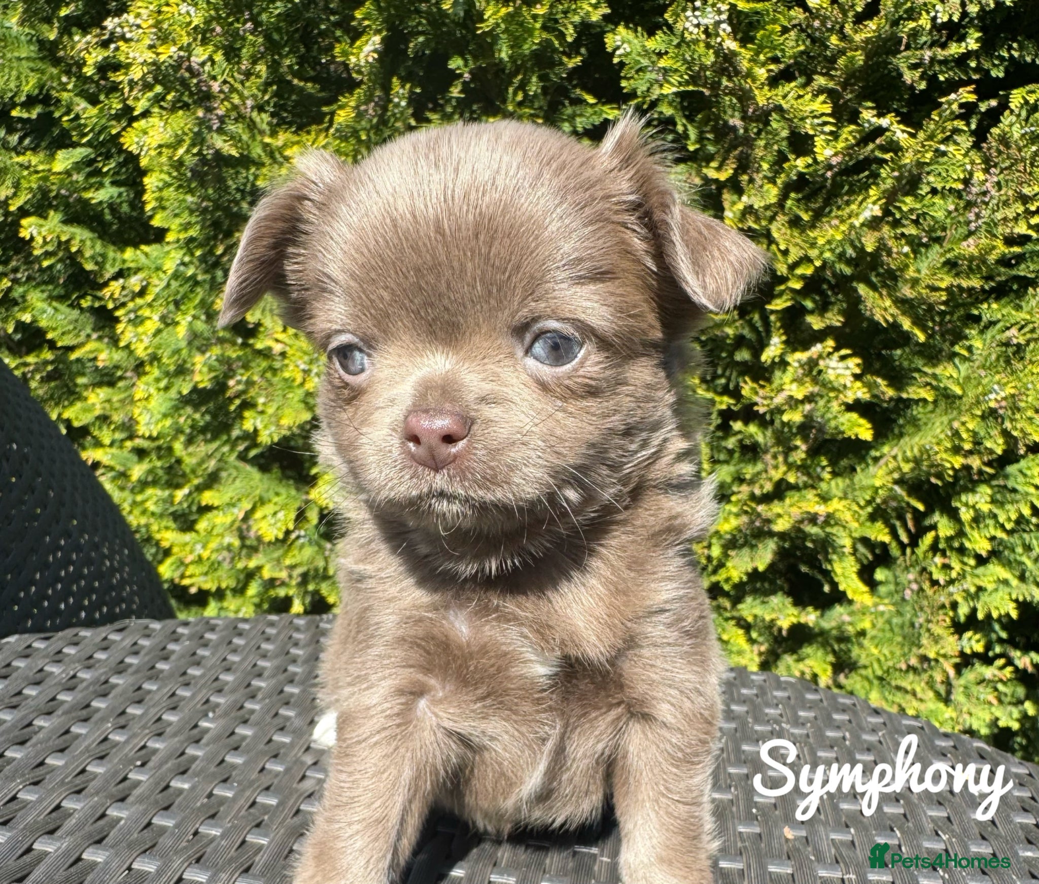 Chihuahua dogs KC chocolate and lilac long coat quality puppies  - Advert 1