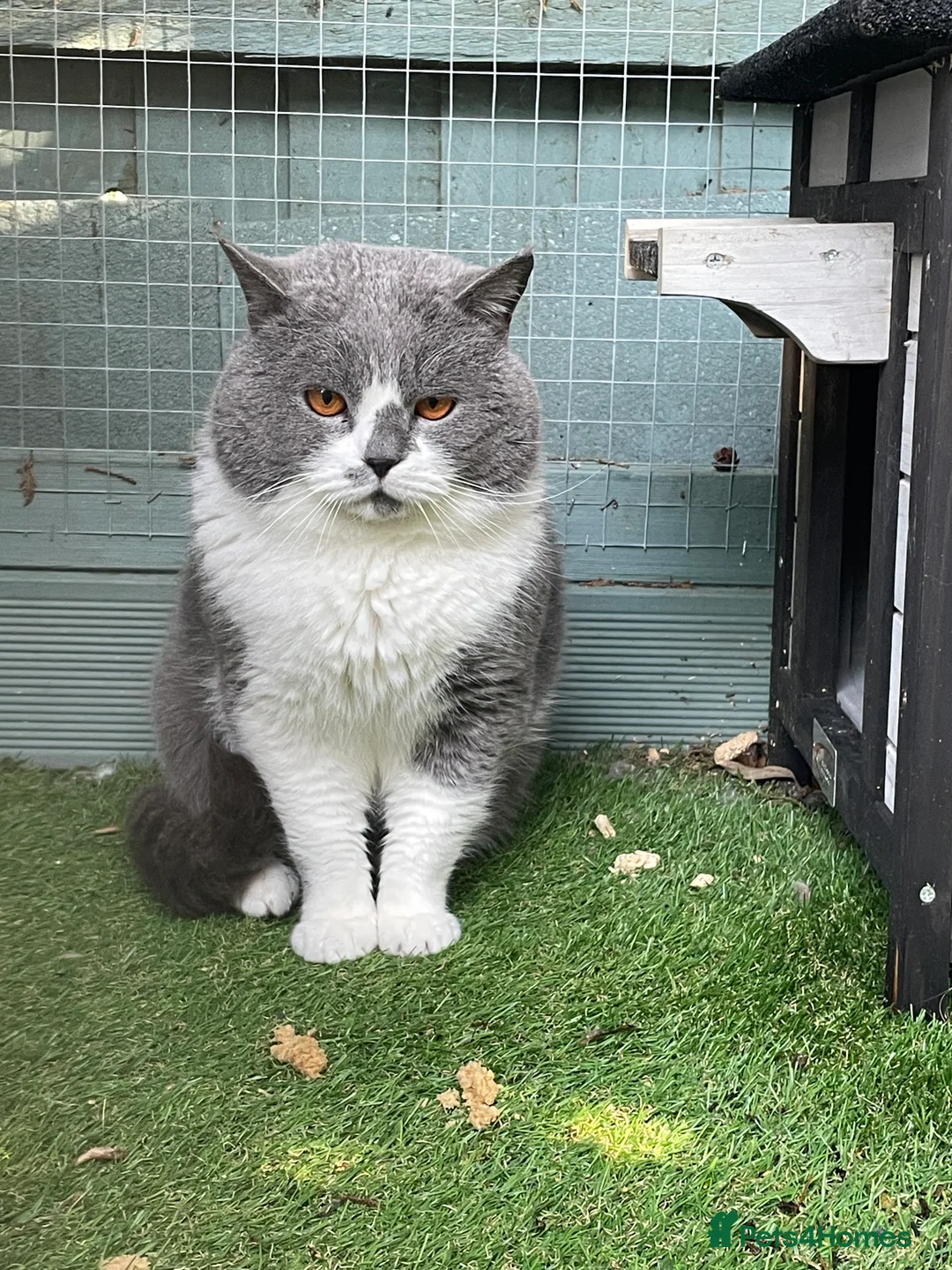 British Shorthair cats for stud: Latvian import Blue and White Baron  in Manningtree - Advert 1