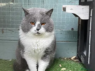 British Shorthair cats Latvian import Blue and White Baron in Manningtree - Advert 13