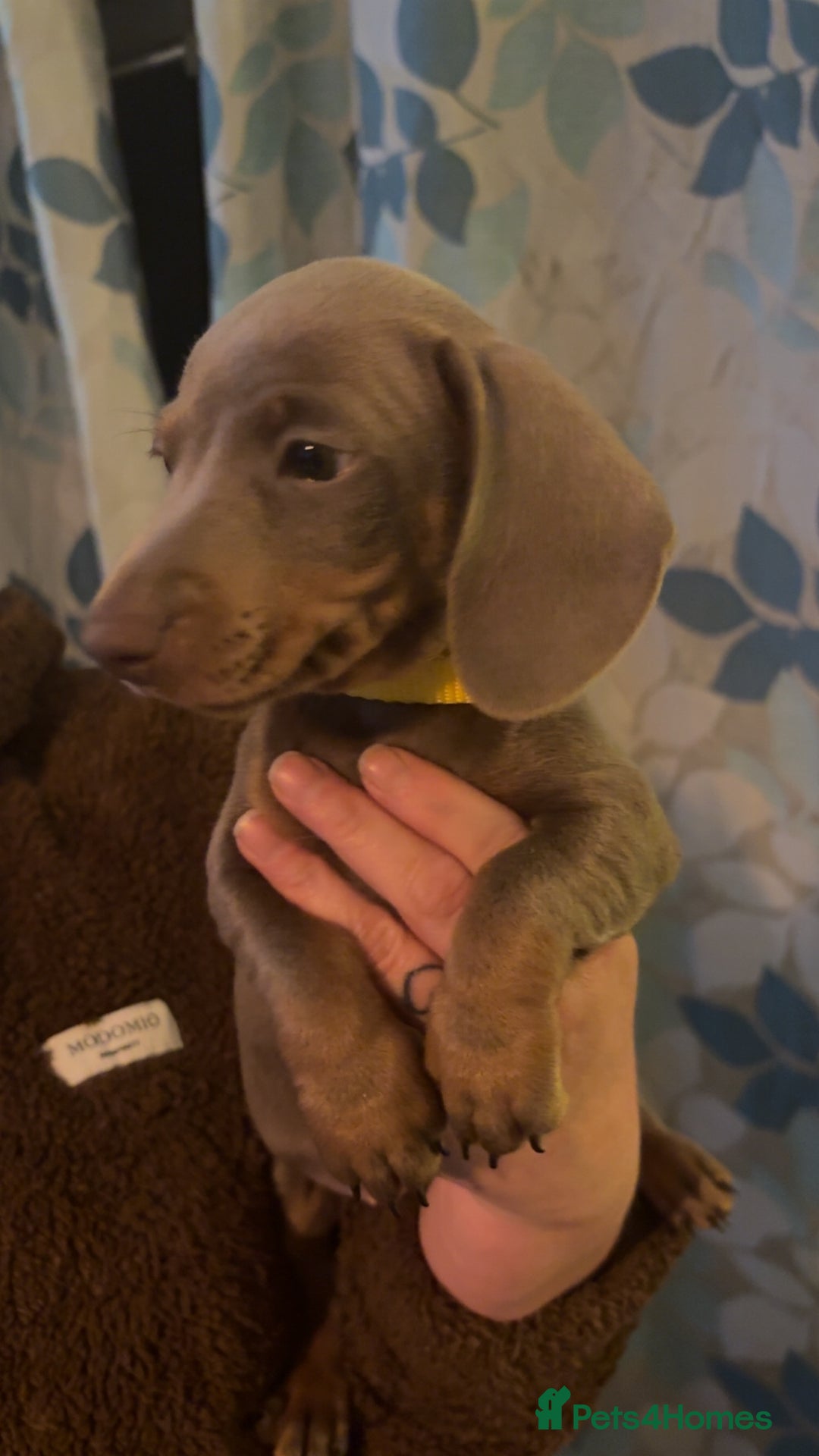 Miniature Dachshund dogs for sale: ISABELLA AND TAN MINIATURE DACHSHUND PUPPIES  - Advert 17