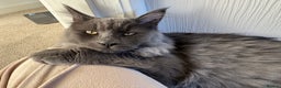 Maine Coon cats for sale: BlueSmoke Male Maine Coon🐾TICA Reg! ACTIVE!!  - Advert 6