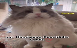 Ragdoll cats for sale: Beautiful Pedigree Ragdoll Kittens - Image 16