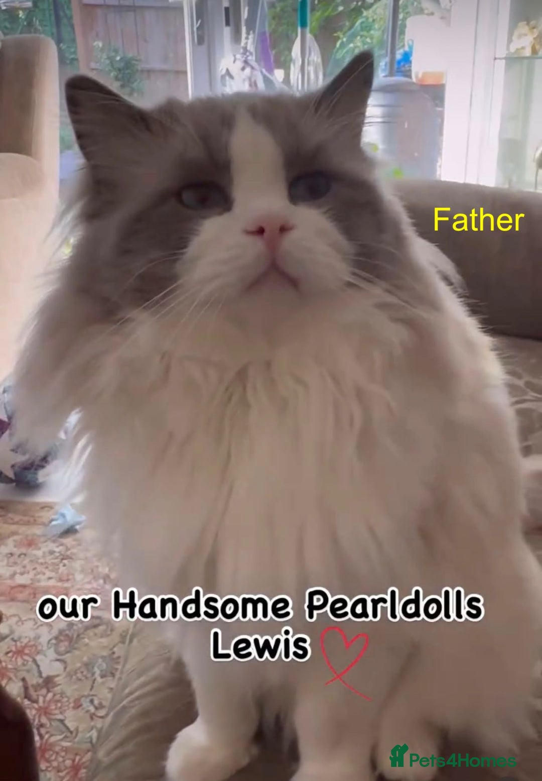 Ragdoll cats for sale: Beautiful Pedigree Ragdoll Kittens - Image 16