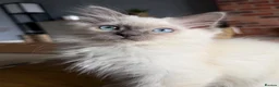 Ragdoll cats for sale:     💙 Stunning Pedigree Ragdoll Kittens GCCF - Advert 14