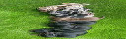 Dachshund dogs for sale: Beautiful Dachshund Puppies  - Advert 7