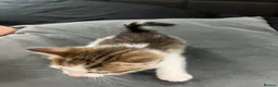 Mixed Breed cats for sale: 4 kittens  - Advert 7