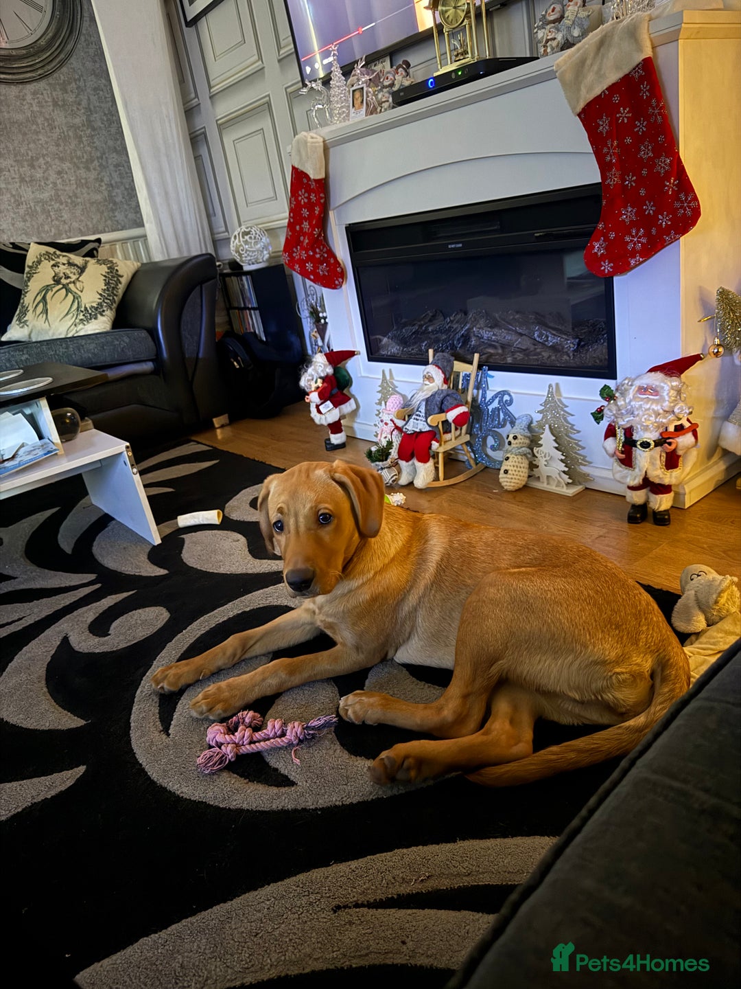 Labrador Retriever dogs for sale: kc famale lab  - Advert 2