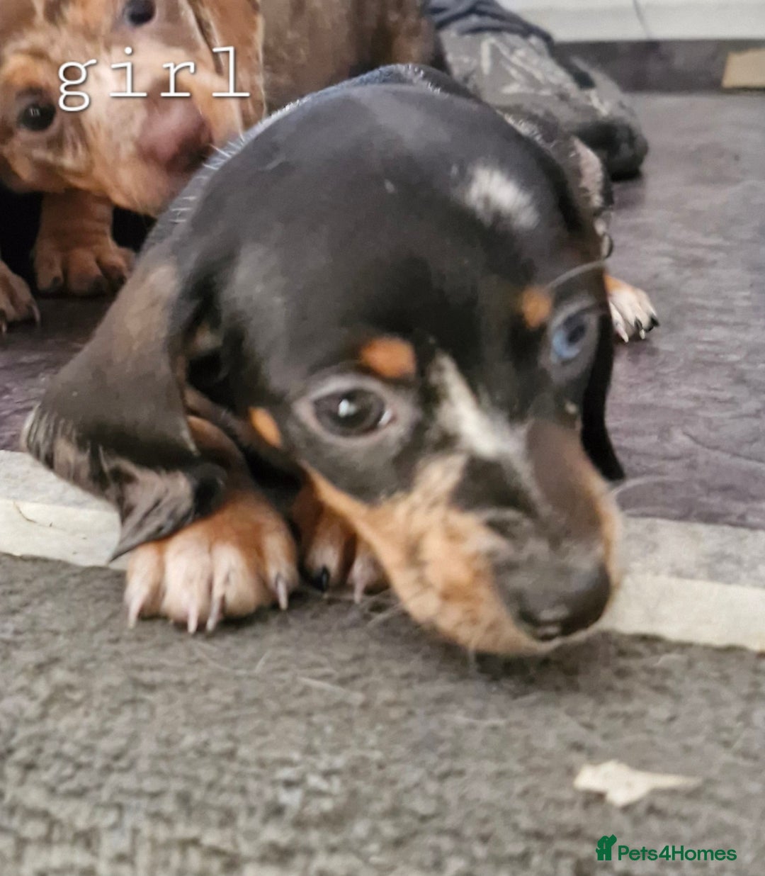 Dachshund dogs for sale: Beautiful dachshunds puppys - Image 8