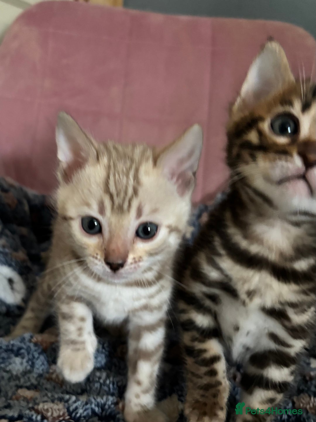 Bengal cats for sale: Stunning brown TICA reg boy bengal kitten - Image 12