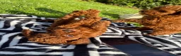 Toy Poodle dogs for sale: Pedigree  in Dumfries - Advert 4