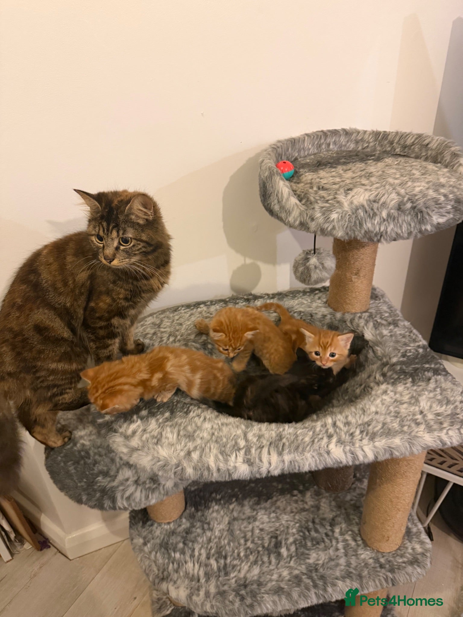 Mixed Breed cats Loving Mother Cat & Beautiful Kittens for sale  - Advert 4