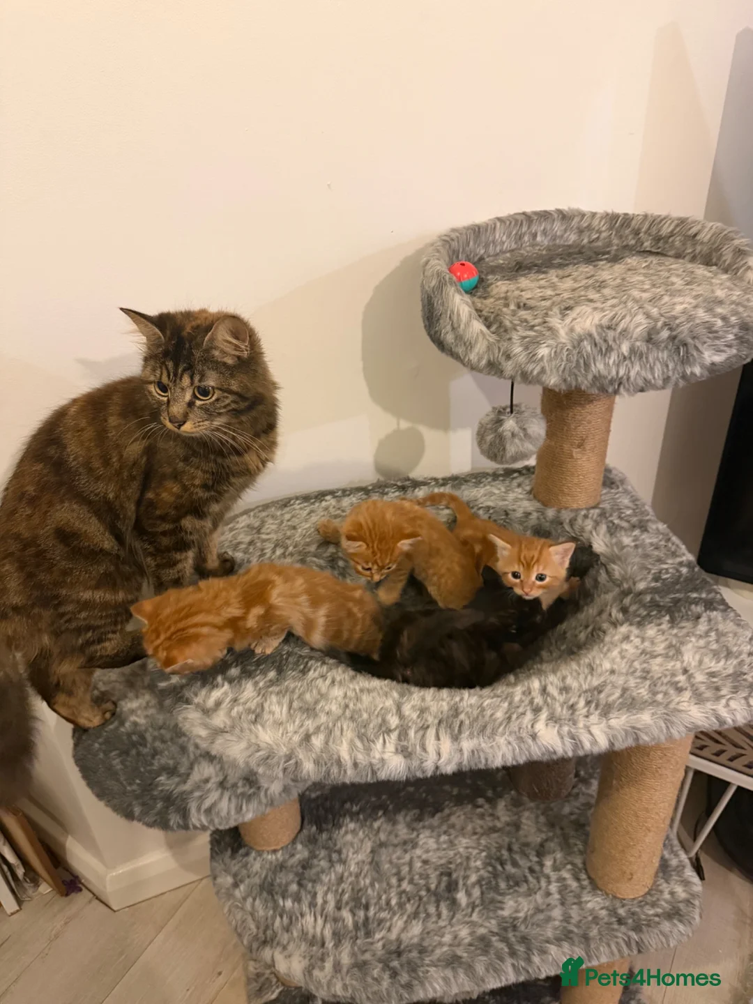 Mixed Breed cats for sale: Loving Mother Cat & Beautiful Kittens for sale  - Advert 1
