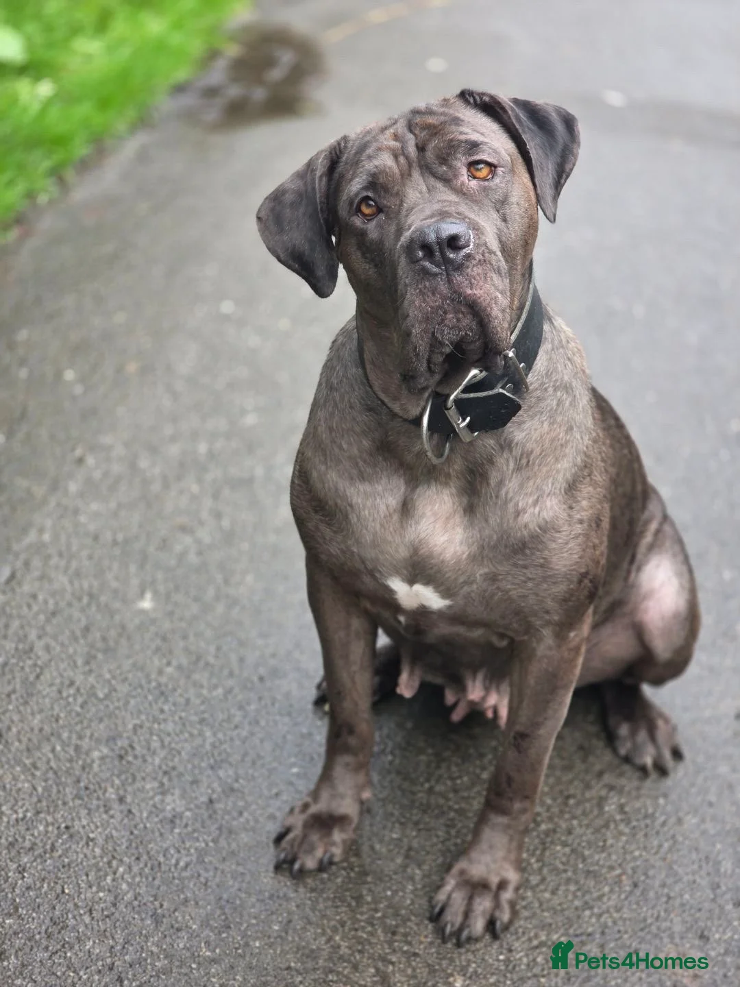 Mixed Breed dogs for sale: Presa X Neo puppy 13weeks ready now! - Advert 6