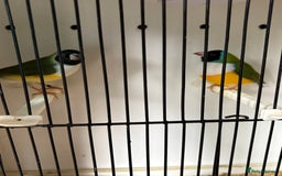 Finches birds for sale: Stunning Gouldian pairs  - Image 1