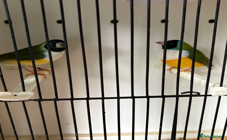 Finches birds - Advert 1