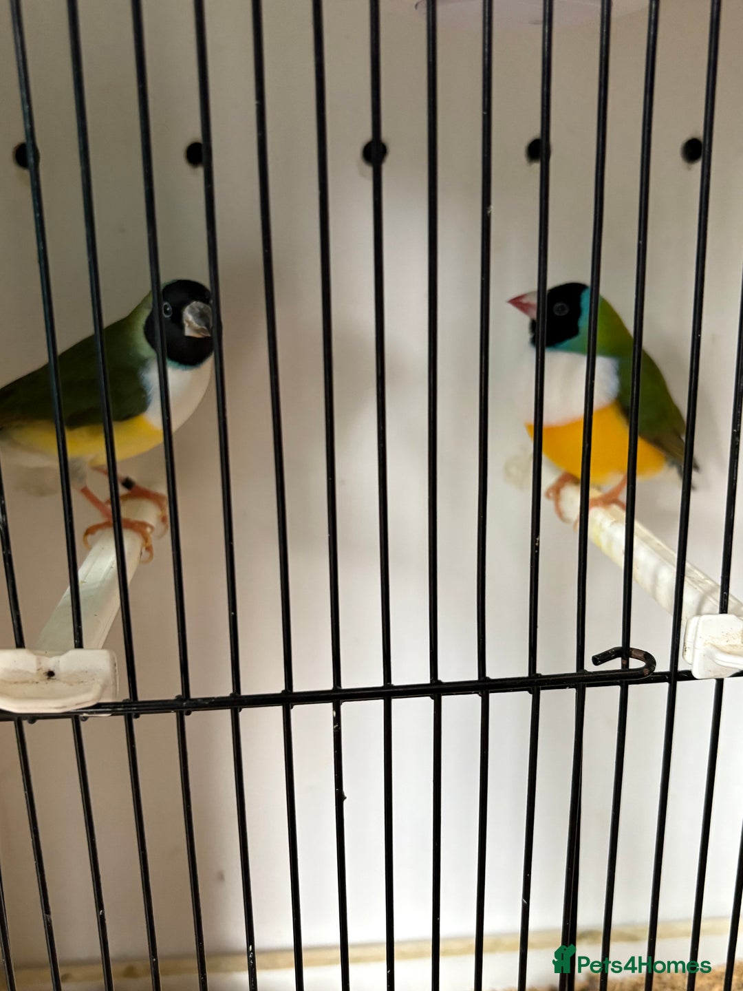 Finches birds for sale: Stunning Gouldian pairs  - Image 1