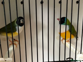 Finches birds - Advert 7