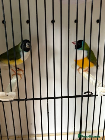 Finches birds - Advert 8
