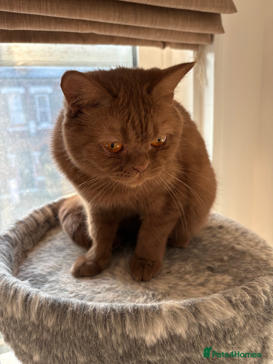 British Shorthair cats for sale: GCCF Active Registered Cinnamon British shorthair  - Advert 7