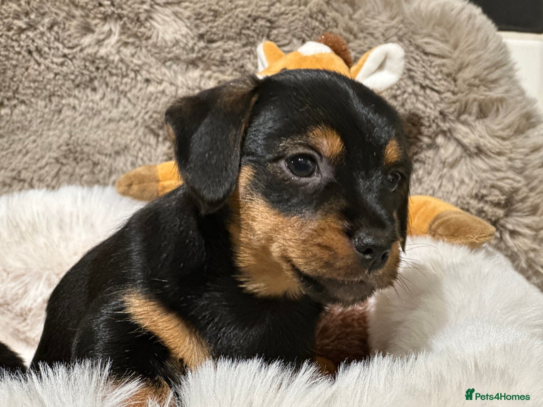Mixed Breed dogs for sale: Stunning Norfolk terrier x miniature dachshund  - Advert 12
