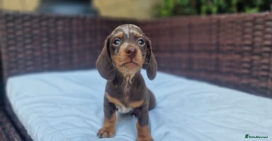 Miniature Dachshund dogs - Advert 10