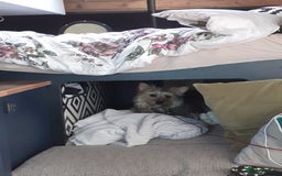 Mixed Breed dogs for sale: Meet little scruff ball palace  - Advert 3