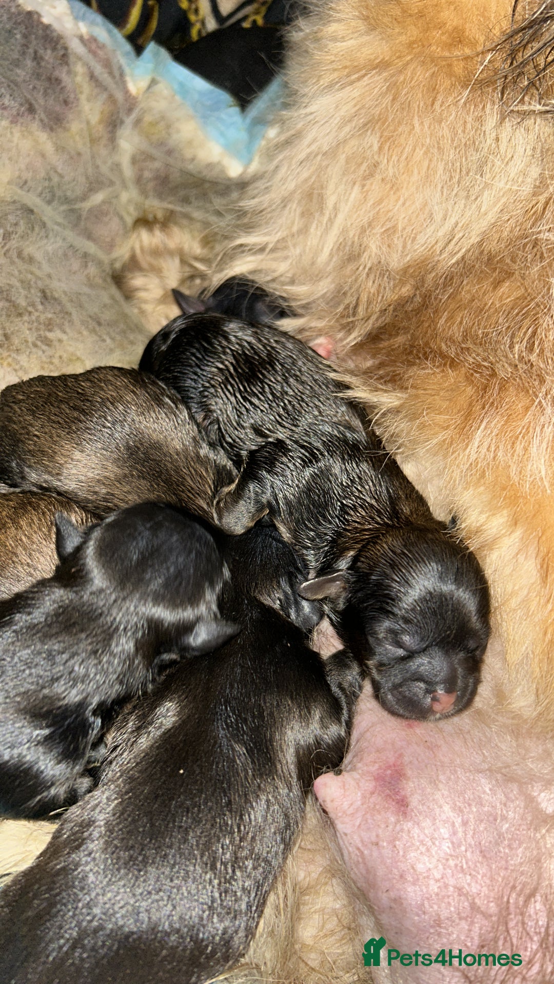 Shih Tzu dogs for sale: Beautiful shih tzu pups for sale  - Advert 3