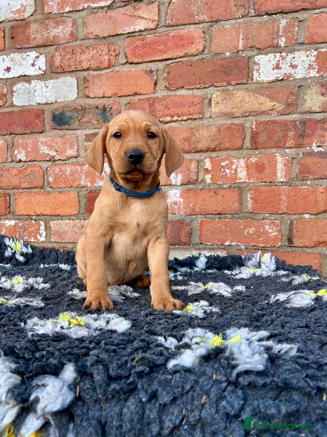 Mixed Breed dogs for sale: Stunning quality Vizslador puppies  - Advert 25