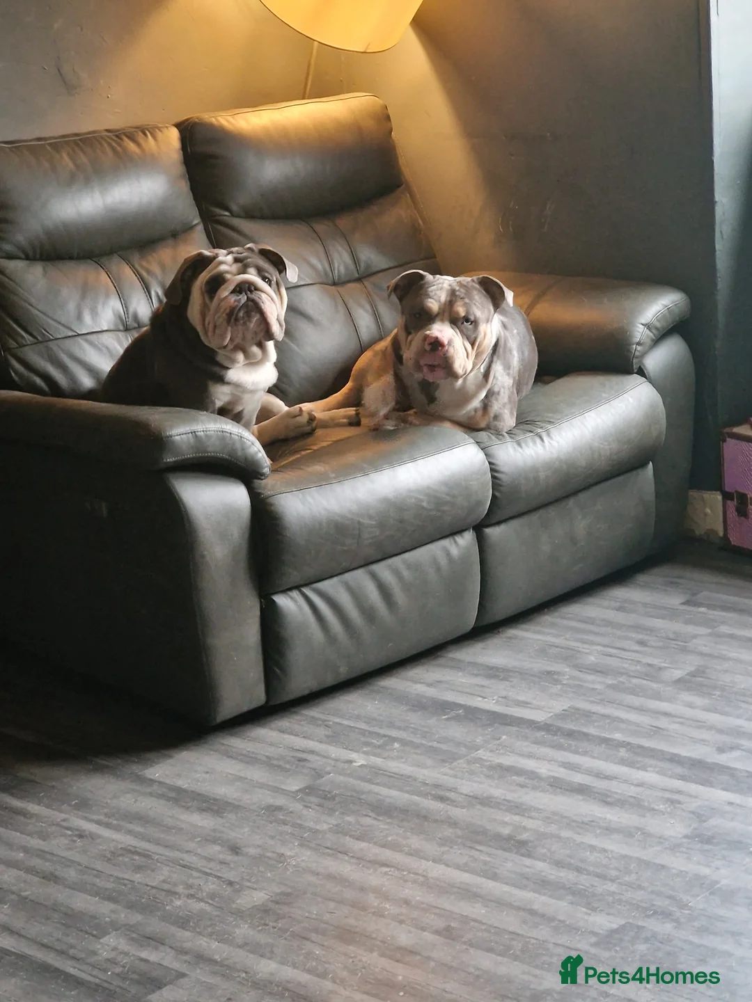 American Bully dogs for stud: Enzo Stud Available in Glasgow - Advert 6