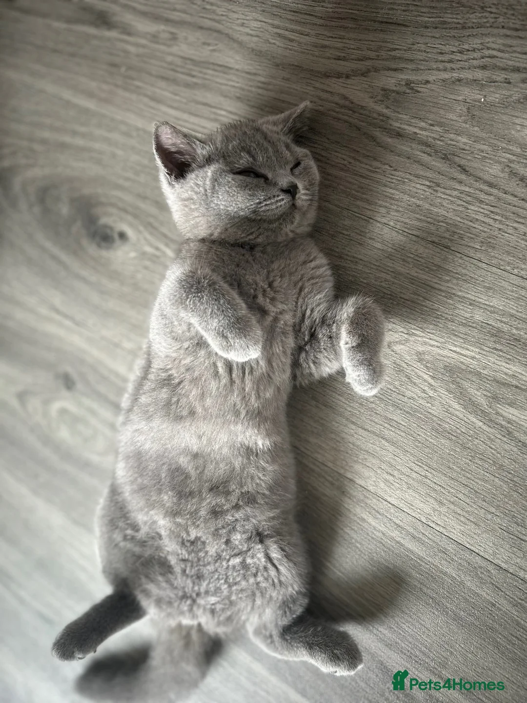 British Shorthair cats for sale: British short haired  in Ilkeston - Advert 2
