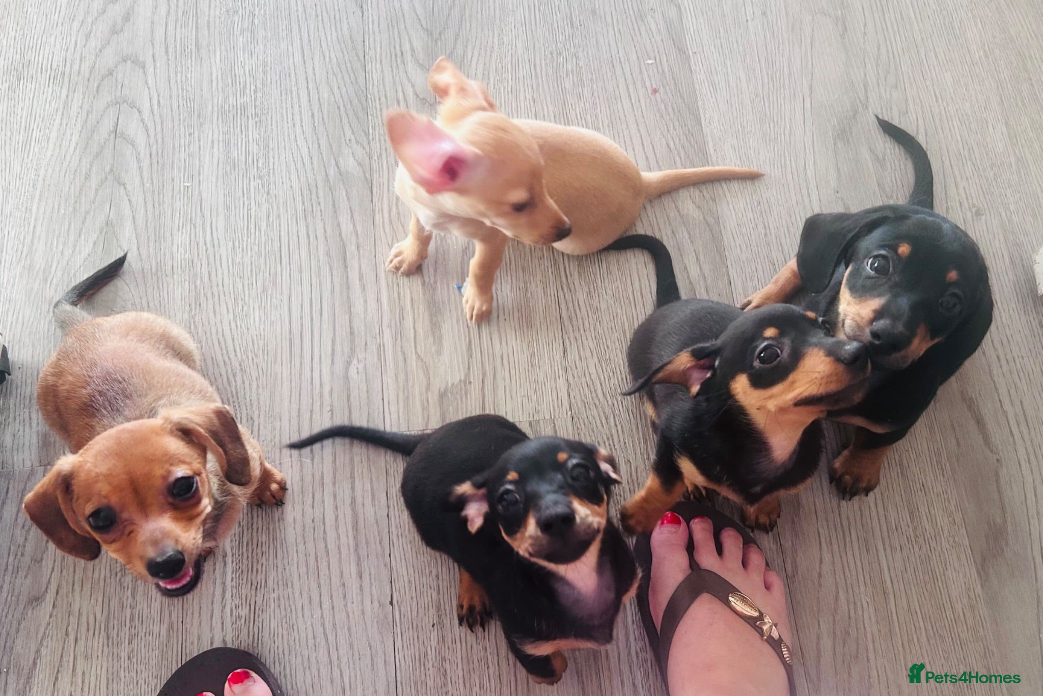 Mixed Breed dogs Ready to go Miniature dashchundxPomeranian  - Advert 14