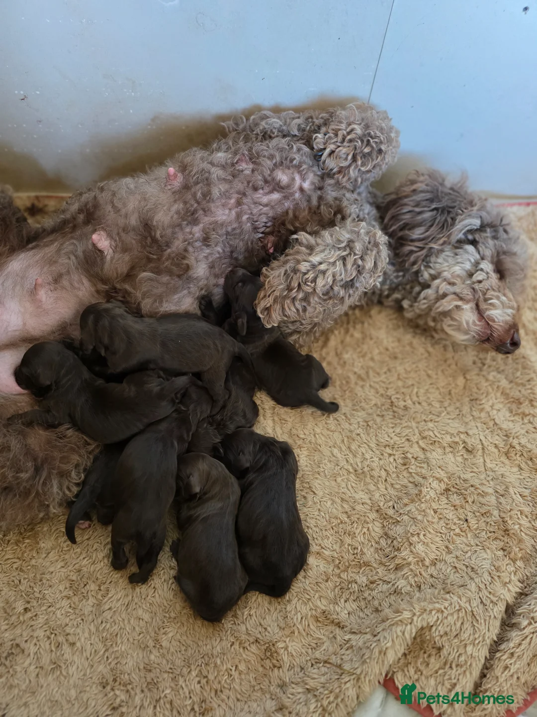 Cockapoo dogs for sale: Cockerpoo puppies F1 stunning mixed litter  in Looe - Advert 2