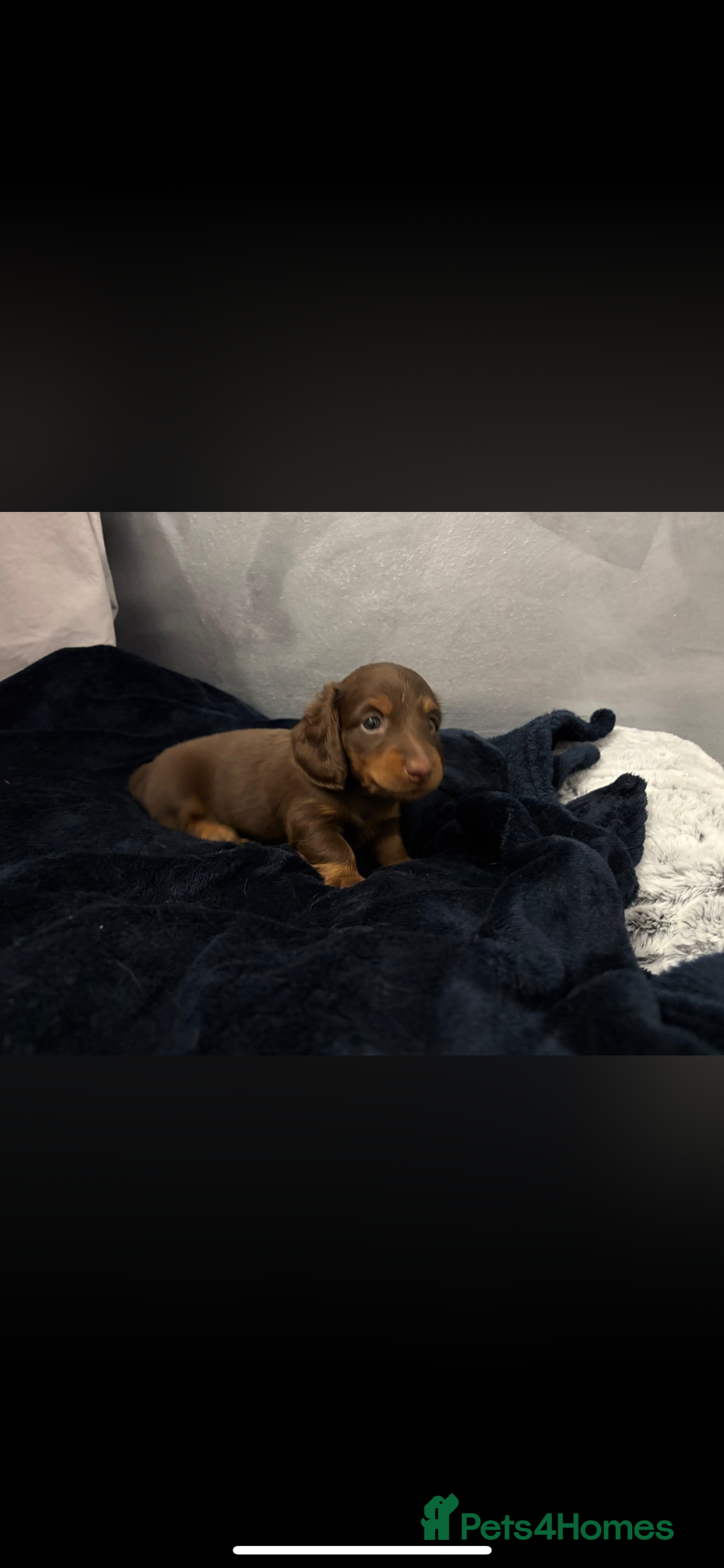 Miniature Dachshund dogs for sale: Beautiful long haired chocolate dachshunds  - Image 6