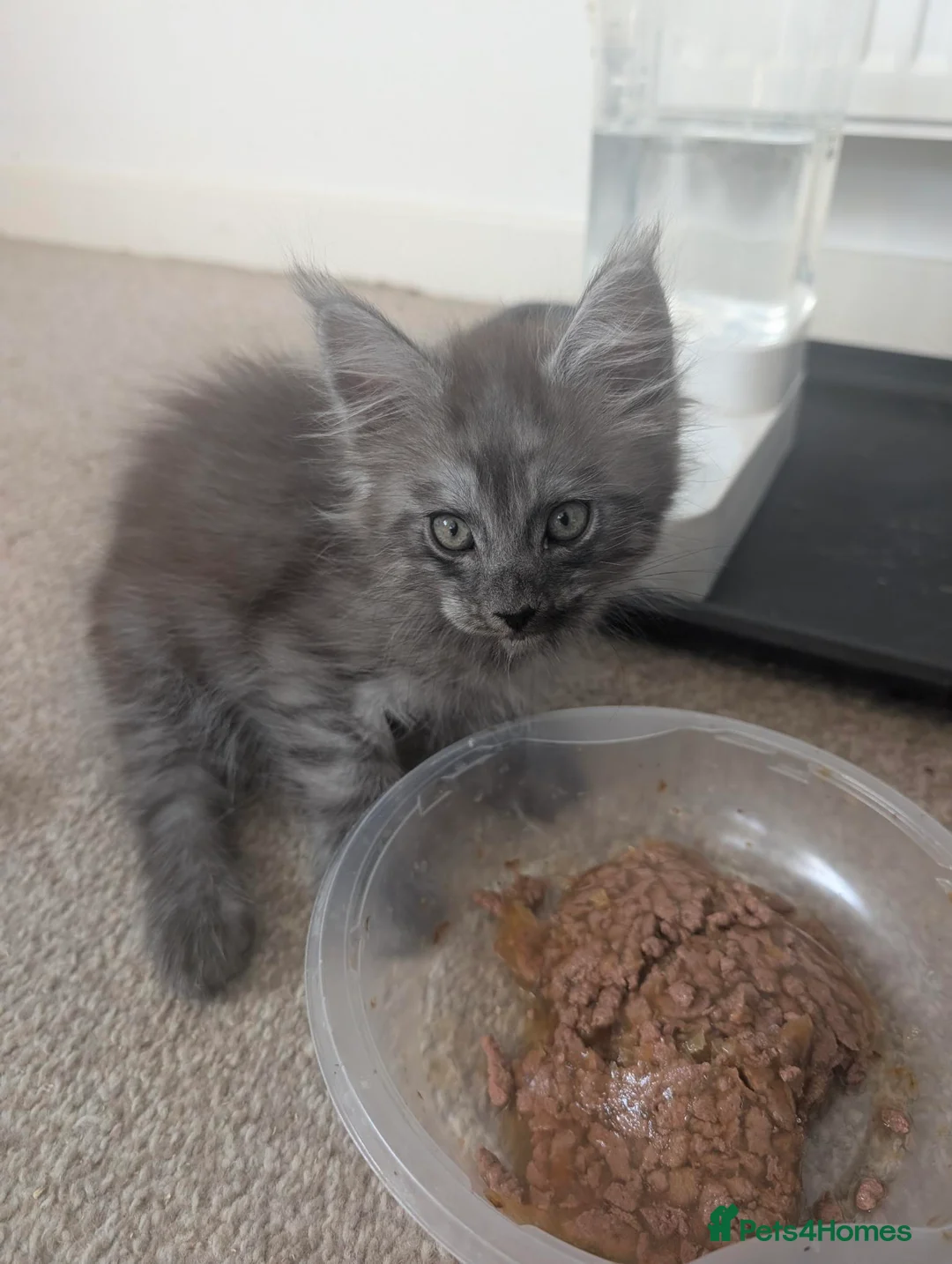 Maine Coon cats for sale: Maincoons wihtout papers price drop.  - Advert 17