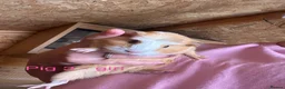 Guinea Pig rodents for sale: Guinea pig babies  in Yeovil - Advert 4