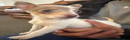 Jack Russell dogs for sale: Mini Lilac and Tan Jack Russell Pups 💜 - Advert 4