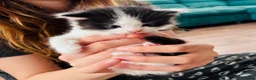 Ragdoll cats for sale: Four gorgeous kittens - Advert 5