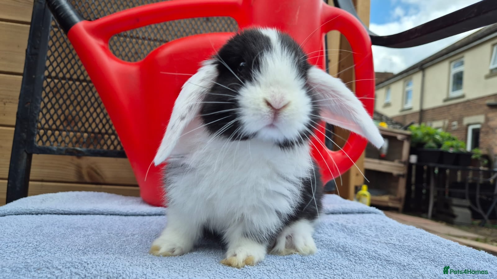 Mini Lop rabbits  8 left 8 week old mini lops  - Advert 5