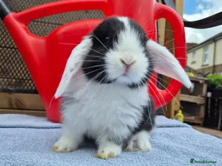 Mini Lop rabbits 8 left 8 week old mini lops - Advert 5