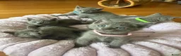 Russian Blue cats for sale: TICA REGISTERED Pure Breed Russian Blue Kittens - Advert 11
