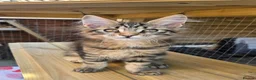 Maine Coon cats for sale: Pedigree Maine Coon Kittens  - Advert 23