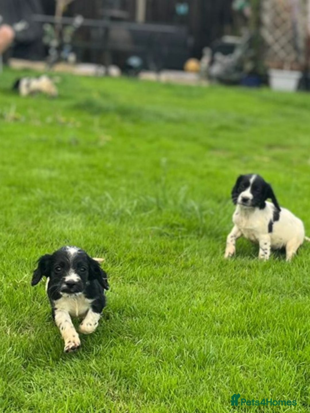 Cocker Spaniel dogs for sale: Cocker Spaniels - Image 5