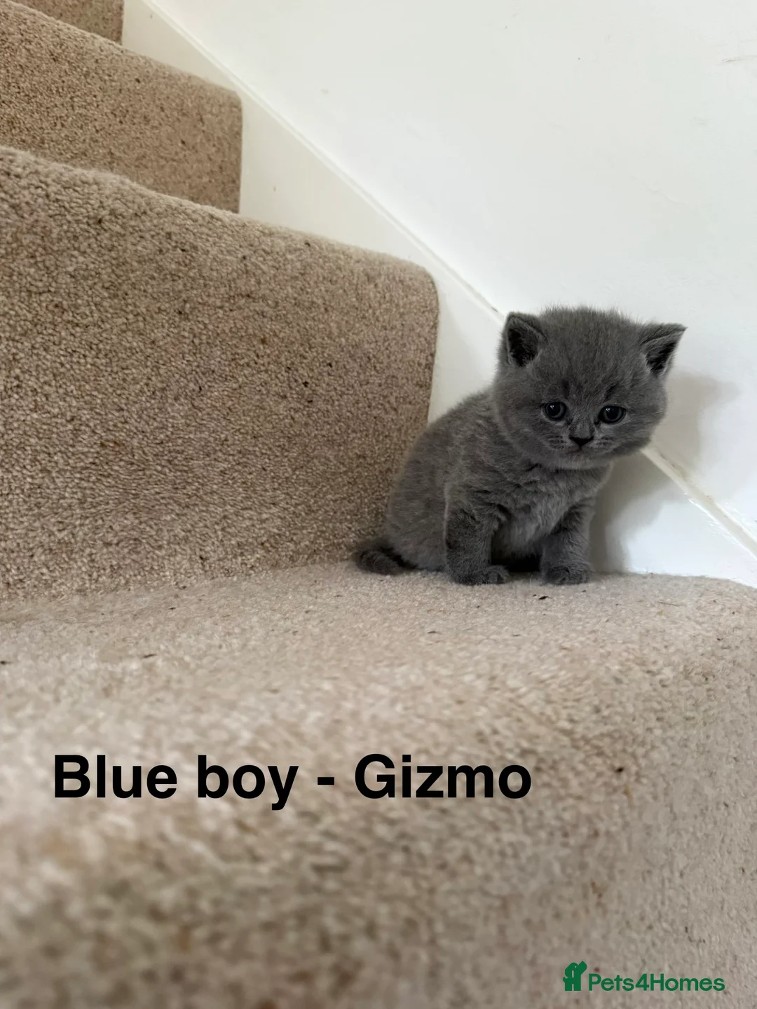 British Shorthair cats for sale: Stunning GCCF BSH - Tortie and Bi colour  - Advert 9