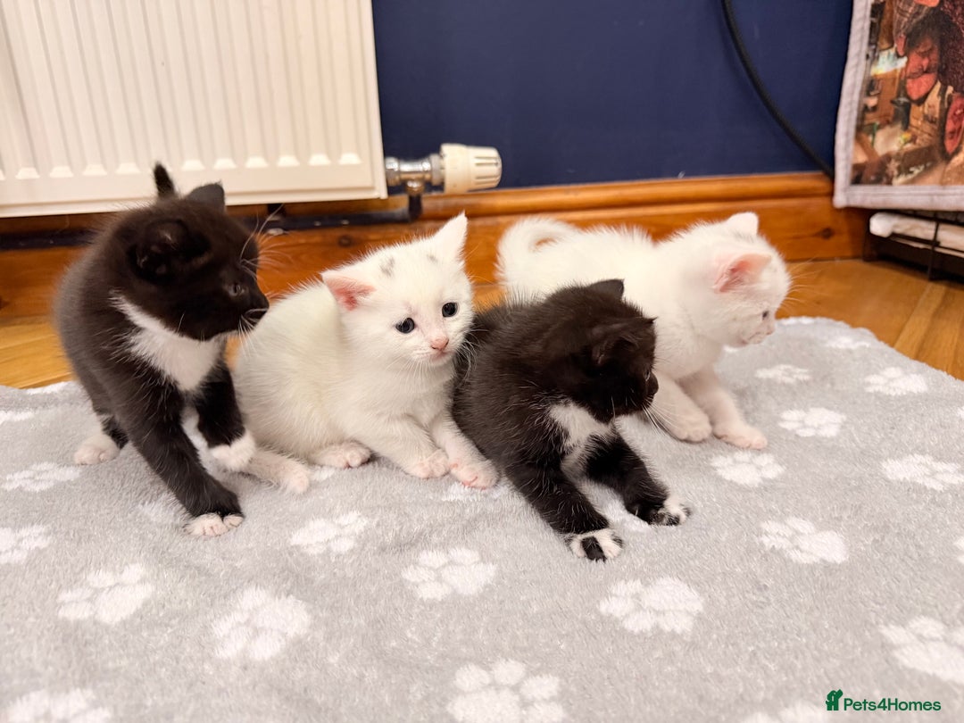 Mixed Breed cats for sale: 4 Kittens for Sale in Cam & Dursley - Advert 1