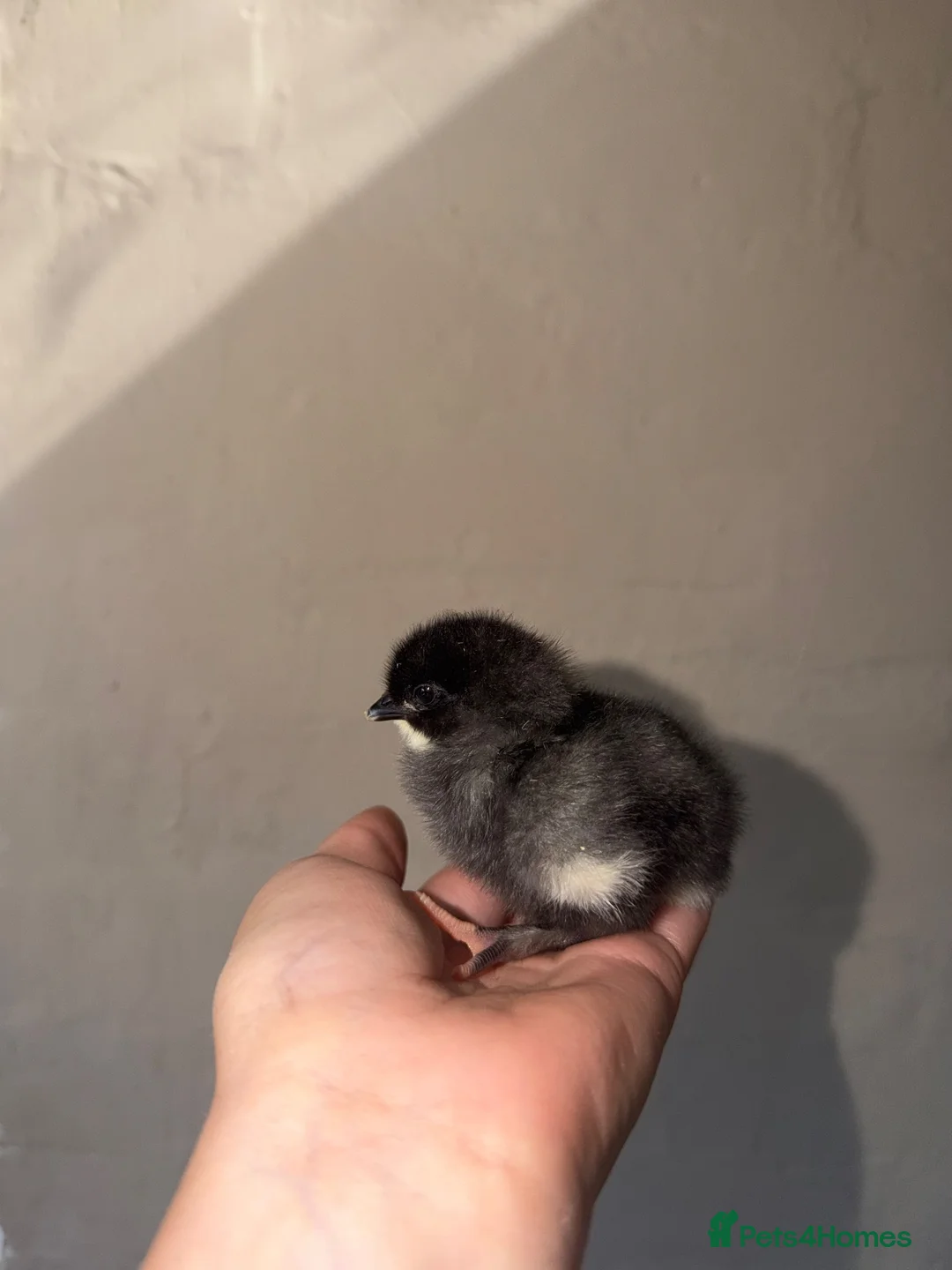 Chickens poultry for sale: Assorted chicks 🐣  - Advert 10