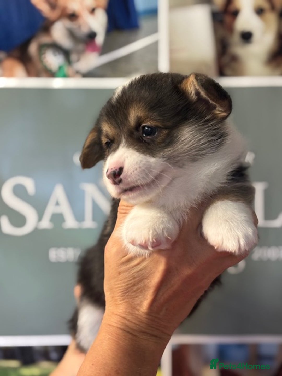 Welsh Corgi Pembroke dogs for sale: Tri coloured quality pedigree puppies available - Advert 6