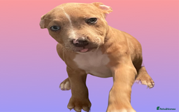 Mixed Breed dogs for sale: Ready to leave Staff x bulldog puppies  - Image 29