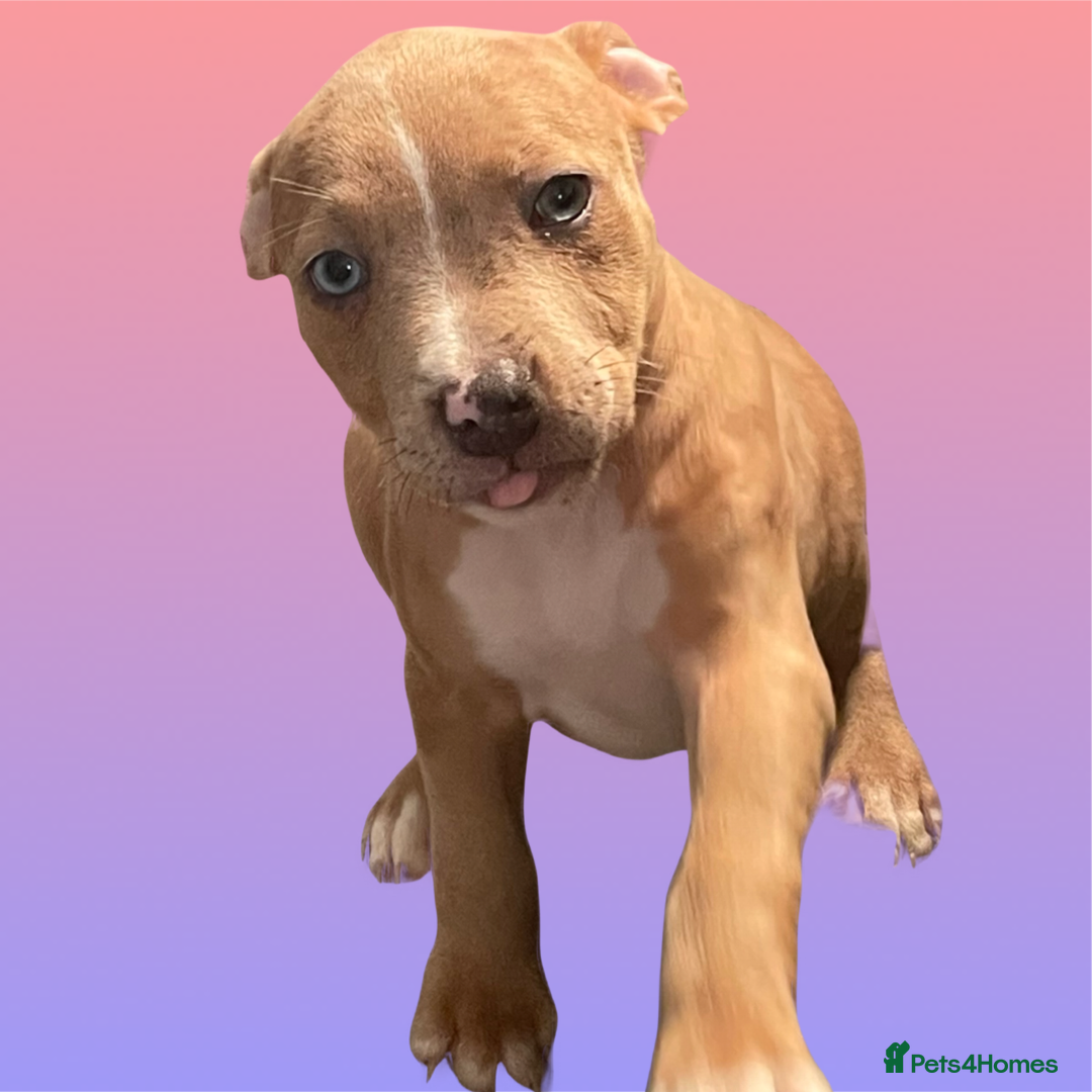 Mixed Breed dogs for sale: Ready to leave Staff x bulldog puppies  - Image 29